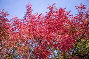 IMG_8638