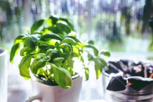 Home grown herbs are a flavorful addition to any meal and save money in the long run. 