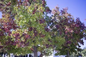 20161018-fall-leaves-004